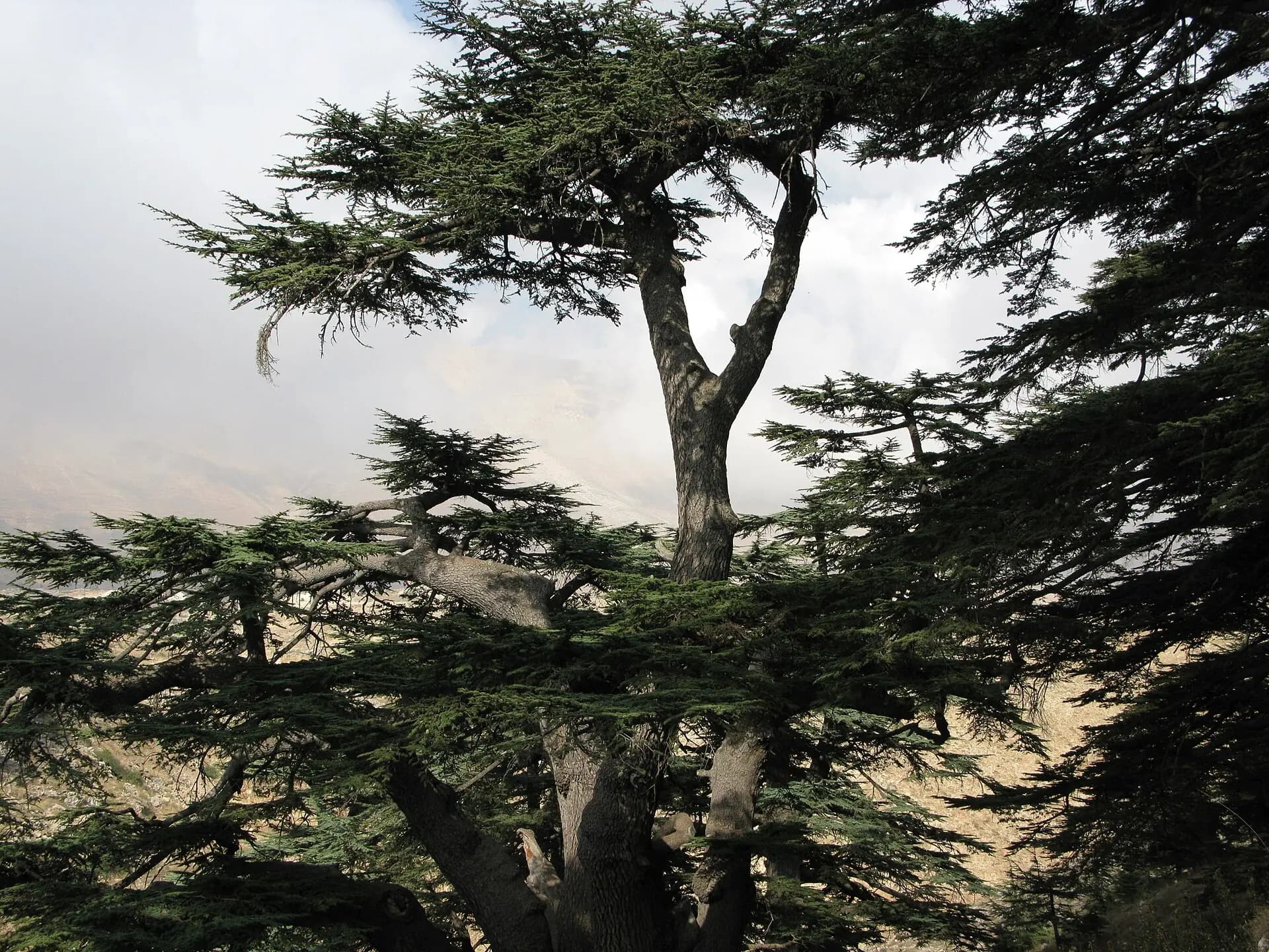 Cedars of God in Lebanon